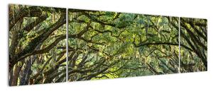 Aleje stromov - obraz (Obraz 170x50cm)