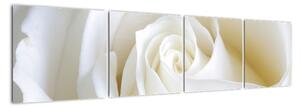 Obraz biele ruže (Obraz 160x40cm)