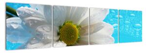 Obraz kvetu margaréty (Obraz 160x40cm)
