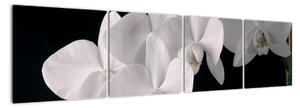 Obraz - biele orchidey (Obraz 160x40cm)