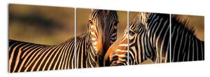 Obraz - zebry (Obraz 160x40cm)