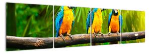 Moderný obraz - papagáje (Obraz 160x40cm)