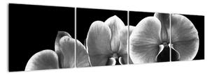 Čiernobiely obraz - orchidea (Obraz 160x40cm)