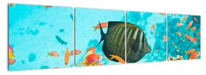 Obraz rýb v akváriami (Obraz 160x40cm)
