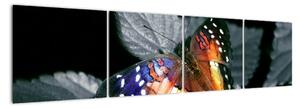 Motýľ na liste - obraz (Obraz 160x40cm)