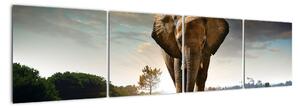 Obraz kráčajúceho slona (Obraz 160x40cm)