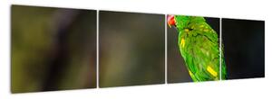 Obraz zeleného papagája (Obraz 160x40cm)