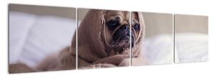 Obraz - pes v deke (Obraz 160x40cm)