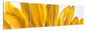 Obraz kvetu slnečnice (Obraz 160x40cm)