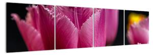 Tulipány - obrazy (Obraz 160x40cm)