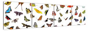 Obrazy motýľov (Obraz 160x40cm)