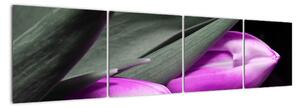 Obraz fialových tulipánov (Obraz 160x40cm)