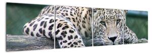 Obraz leopard (Obraz 160x40cm)