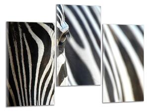 Obraz na plátne Zebra