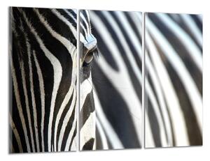 Obraz na plátne Zebra