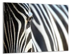 Obraz na plátne Zebra