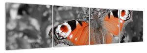 Oranžový motýľ - obraz (Obraz 160x40cm)