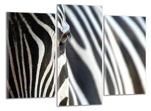 Obraz na plátne Zebra