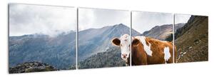 Obraz kravy na lúke (Obraz 160x40cm)