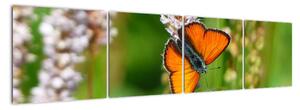 Moderný obraz motýľa na lúke (Obraz 160x40cm)