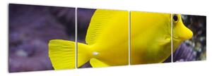 Obraz - žlté ryby (Obraz 160x40cm)