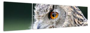 Vyzerajúce sova - obraz (Obraz 160x40cm)