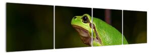 Obraz žaby (Obraz 160x40cm)