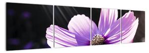 Obraz fialového kvetu (Obraz 160x40cm)