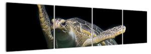 Obraz korytnačky - moderné obrazy (Obraz 160x40cm)