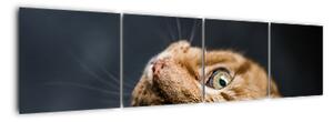 Moderný obraz - mačky (Obraz 160x40cm)