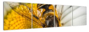 Obraz - detail včely (Obraz 160x40cm)