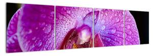 Obraz - orchidea (Obraz 160x40cm)