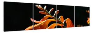 Obraz detailu kvety (Obraz 160x40cm)