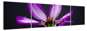 Obraz - kvety (Obraz 160x40cm)