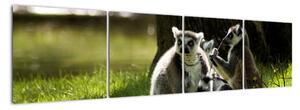 Obraz lemurov (Obraz 160x40cm)