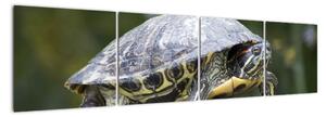 Obraz suchozemské korytnačky (Obraz 160x40cm)