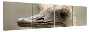 Hlava pštrosa, obraz (Obraz 160x40cm)