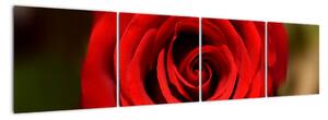 Detail ruže - obraz (Obraz 160x40cm)