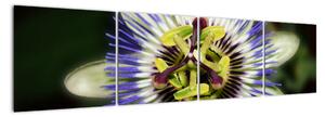 Obrazy kvetov (Obraz 160x40cm)