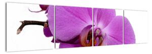 Orchidea - obraz (Obraz 160x40cm)
