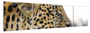 Leopard - obraz (Obraz 160x40cm)