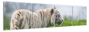 Tiger - obraz (Obraz 160x40cm)