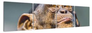 Opica - obrazy (Obraz 160x40cm)