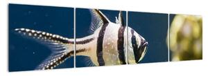 Ryba - obraz (Obraz 160x40cm)