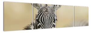 Zebra - obraz (Obraz 160x40cm)