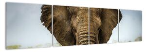 Slon - obraz (Obraz 160x40cm)