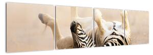 Obraz zebry (Obraz 160x40cm)
