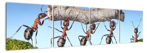 Obraz mravcov (Obraz 160x40cm)