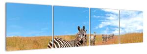 Zebra na ceste - obraz (Obraz 160x40cm)
