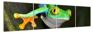 Žaba - obraz (Obraz 160x40cm)